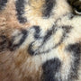 Roen Leopard Fur Studded Trucker Cap - wintexarchive